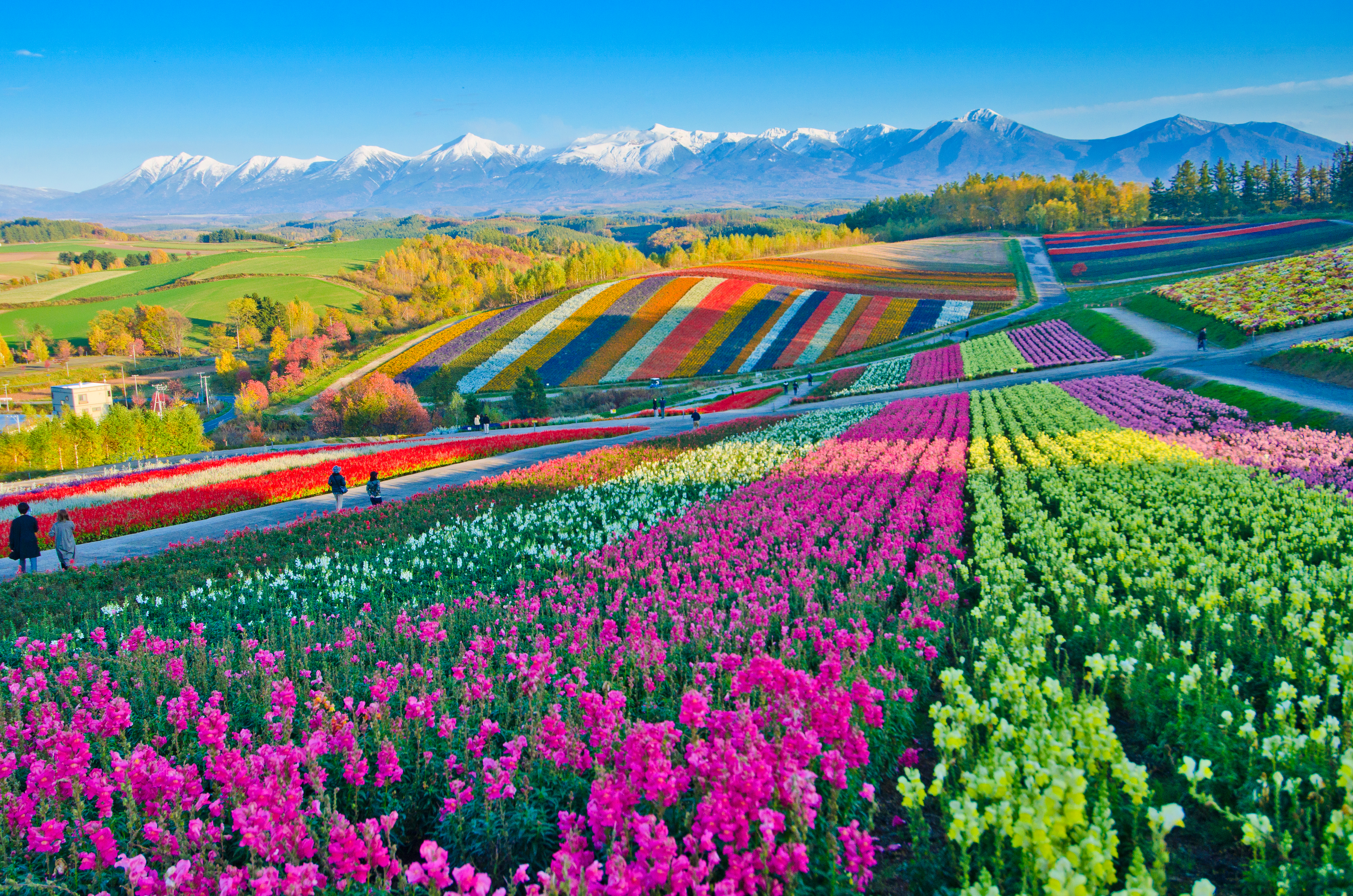 Panoramic,Flower,Gardens,Shikisai,Hill,In,Biei,,Japan