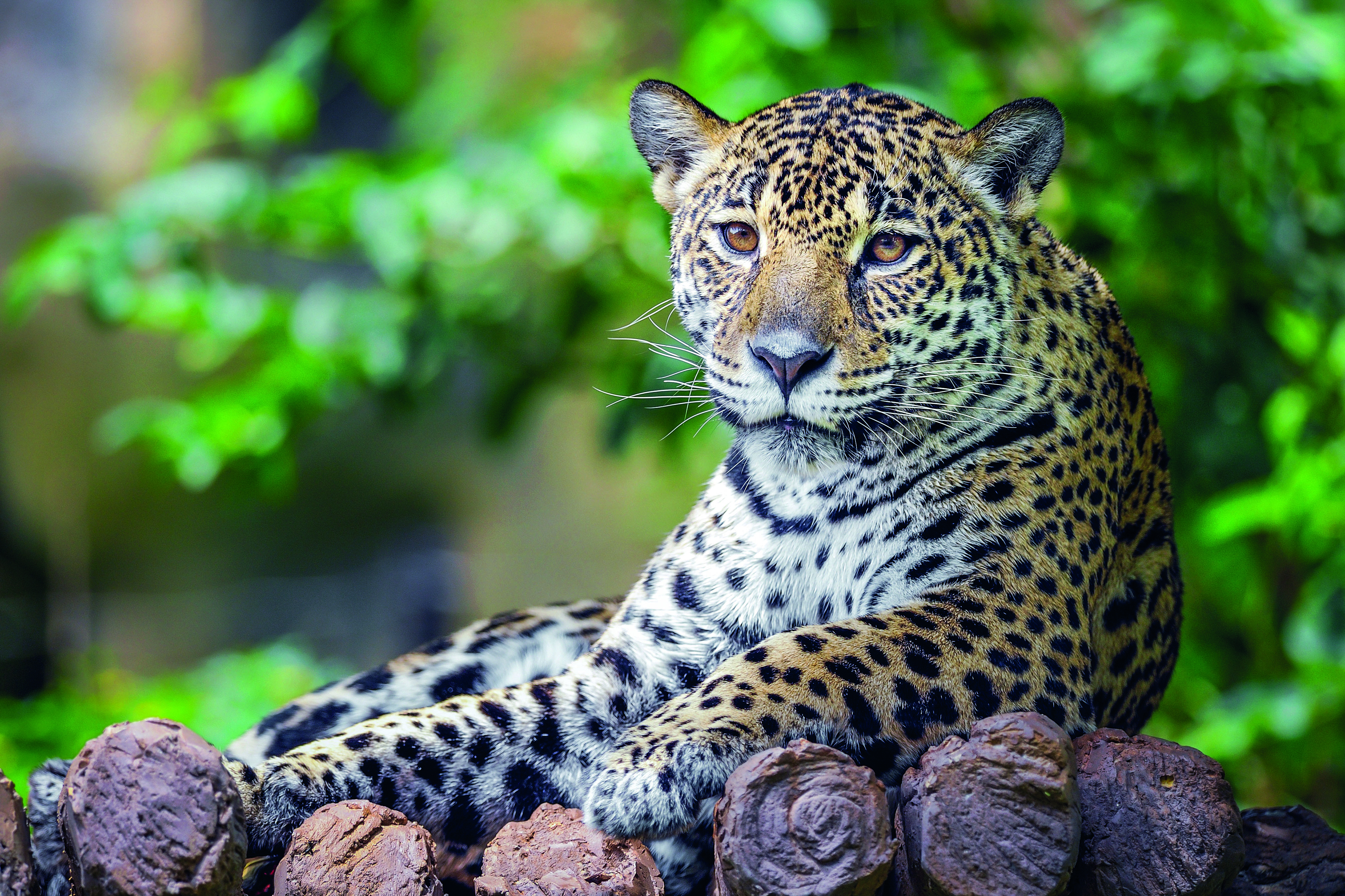 Lateinamerika-Brasilien-Destinationsbilder Brasilien allgemein-Brasilien - Jaguar-4333