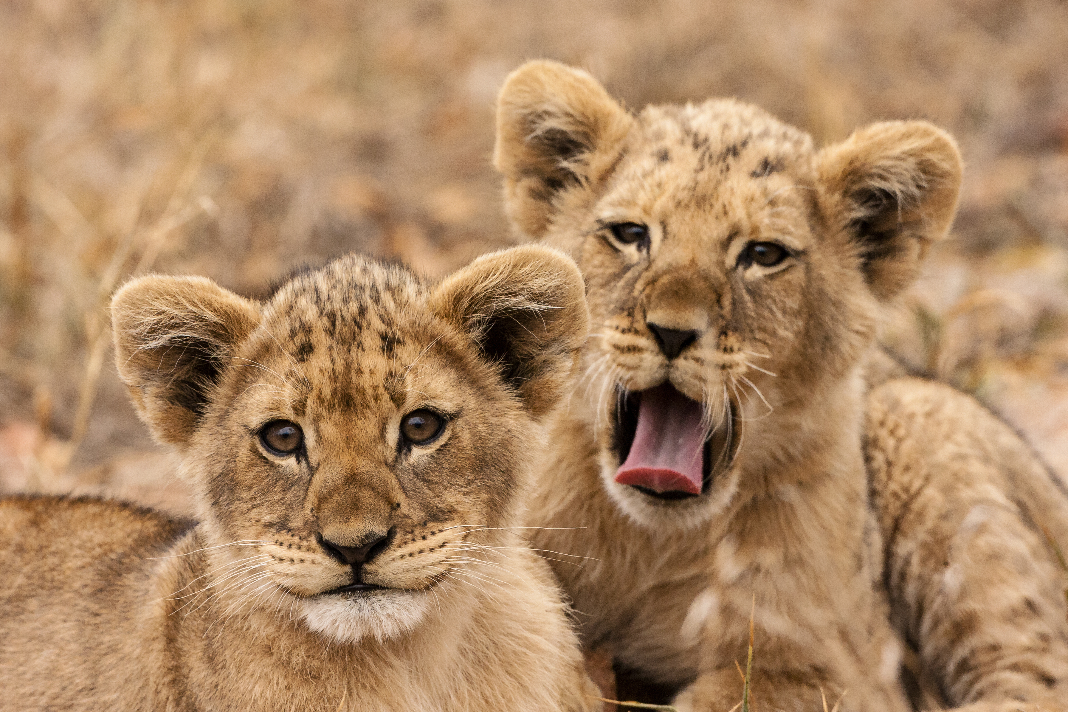 Südliches Afrika-Südafrika-Krüger Nationalpark-Destinationsbilder Krüger Nationalpark-Südafrika - Krüger Nationalpark - Löwenbabys-5128