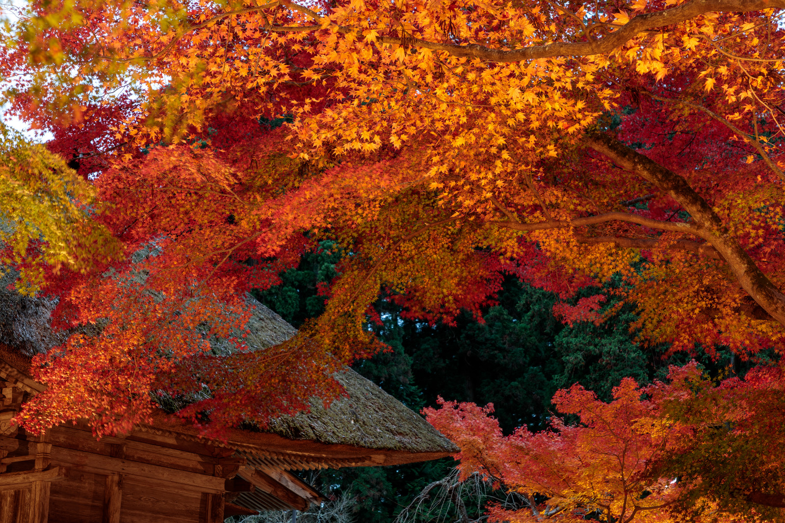 colored leaves with temple